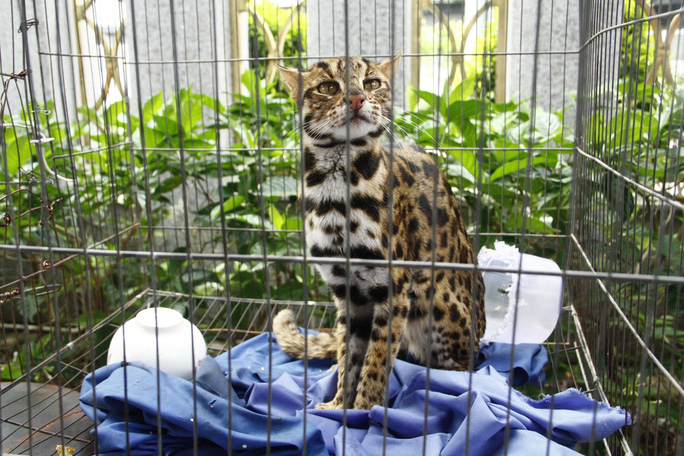 Cá thể mèo rừng thuộc loài quý hiếm nằm trong Sách đỏ Việt Nam được thả về tự nhiên